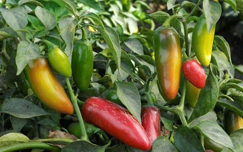 các loại ớt ảnh 1