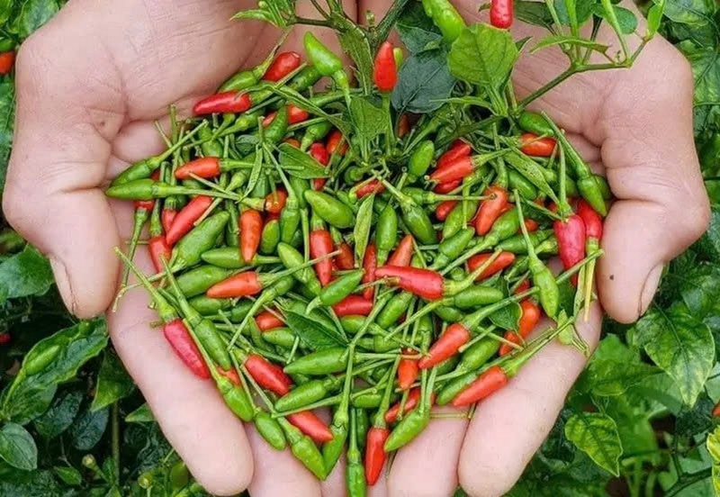 các loại ớt ảnh 8