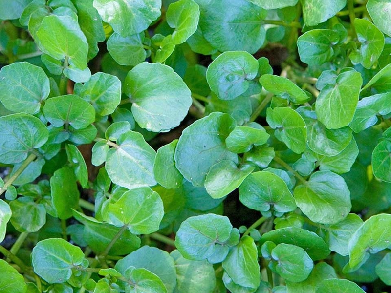 Các loại rau cải - 07