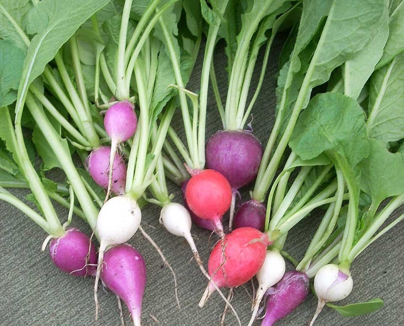 Các loại rau cải - 06