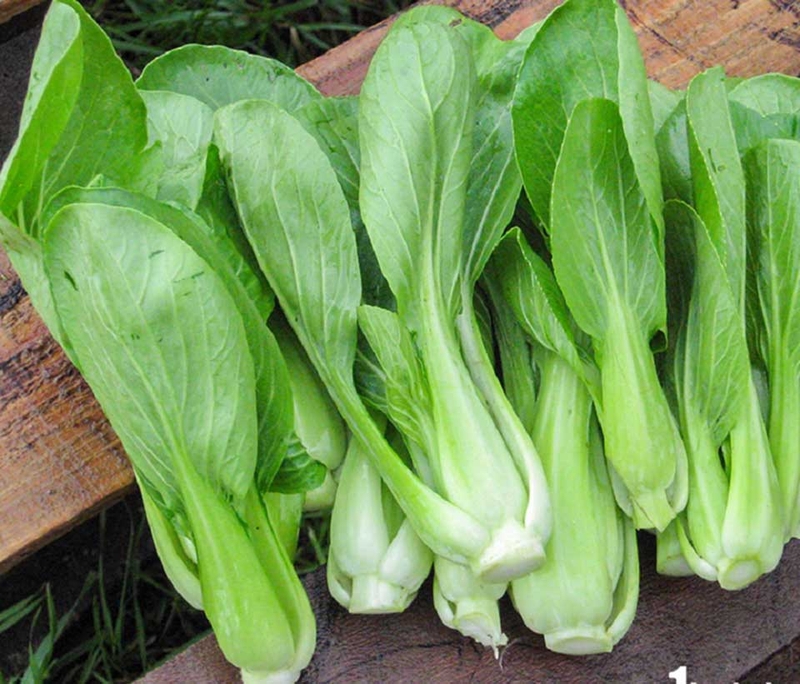 Các loại rau cải - 04