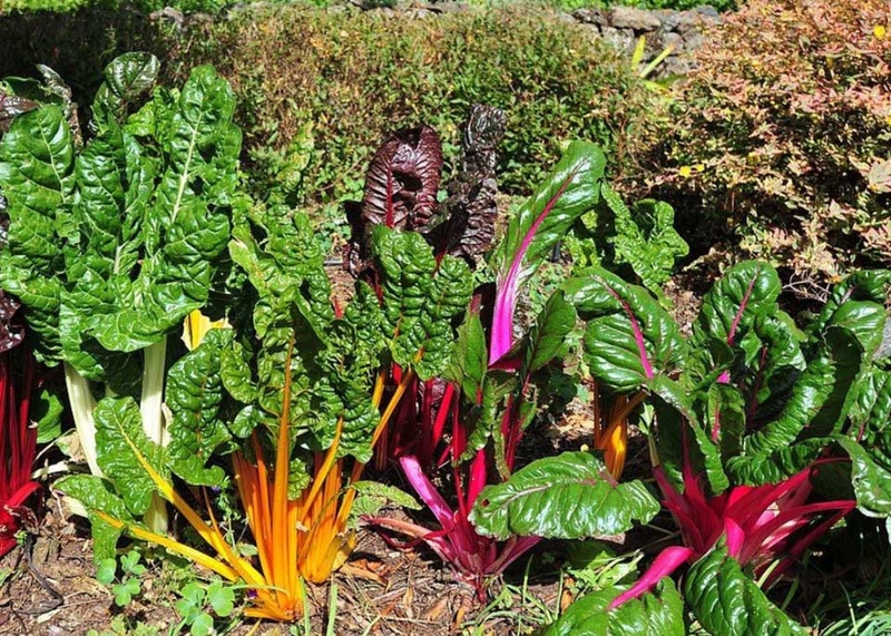 Các loại rau cải - 03