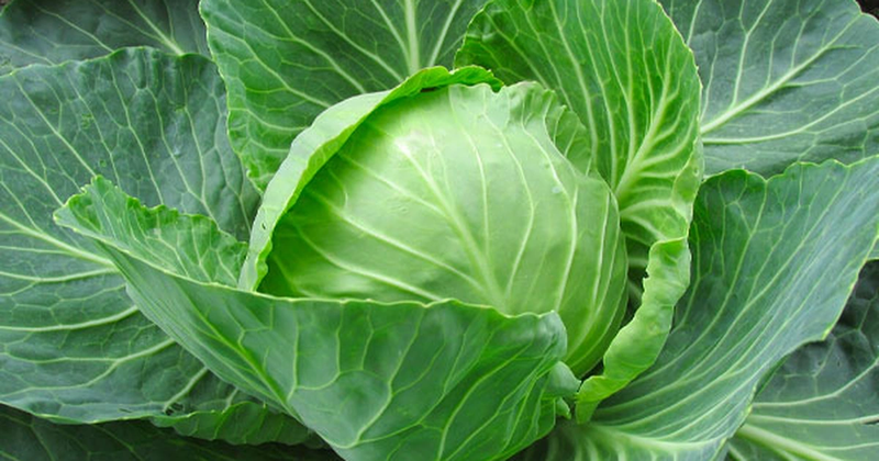 các loại rau củ 9