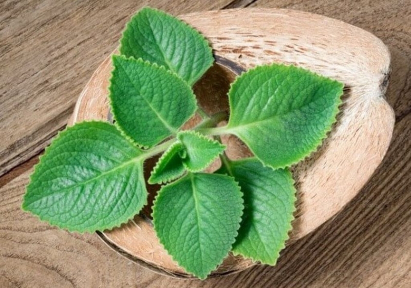 các loại rau húng ảnh 6