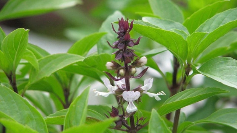 Các món rau luộc 11