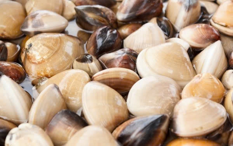 Cách bảo quản ngao tươi trong tủ lạnh ảnh 1