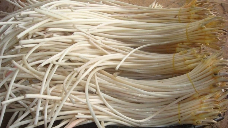 Cách bảo quản ngó sen tươi trong tủ lạnh ảnh 1