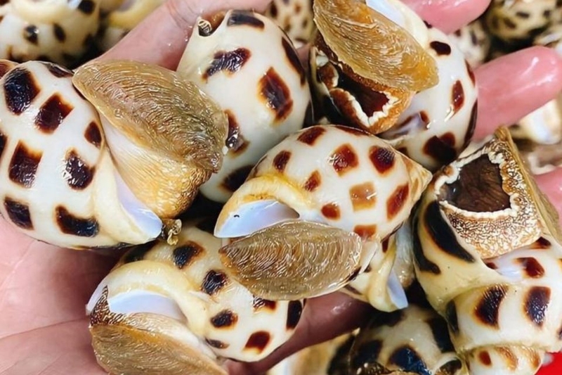 cách bảo quản ốc hương (ảnh 1)
