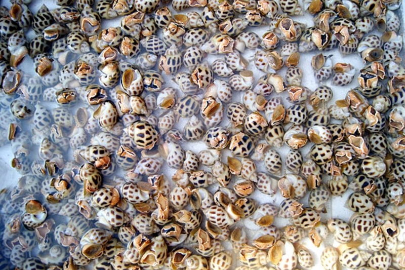 cách bảo quản ốc hương (ảnh 2)