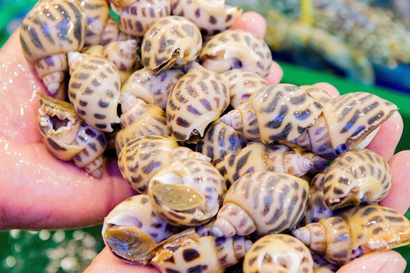 cách bảo quản ốc hương (ảnh 4)
