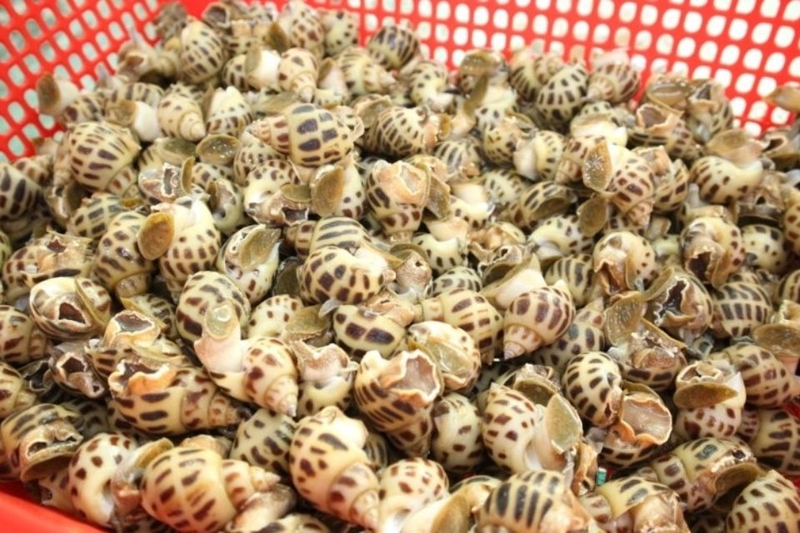 cách bảo quản ốc hương (ảnh 5)