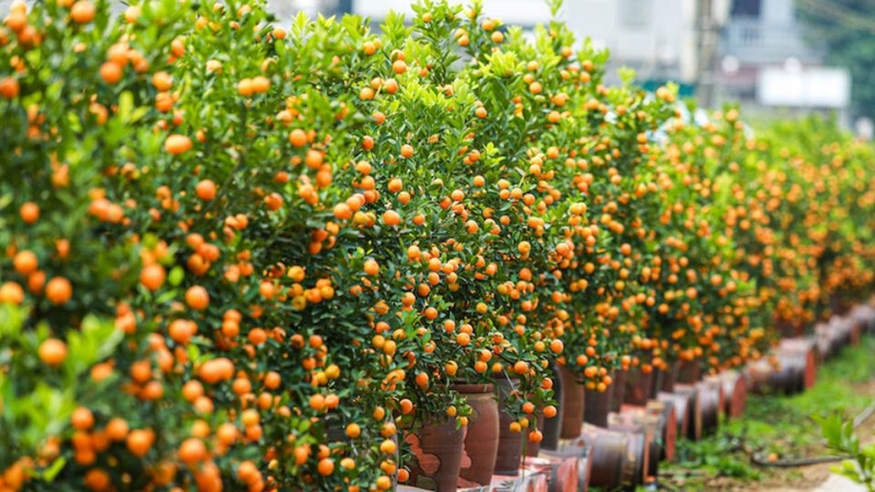 Cách giữ quất tươi lâu