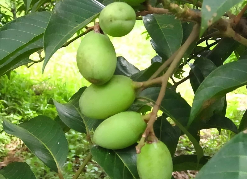 Cách bảo quản trám xanh trong tủ lạnh 2