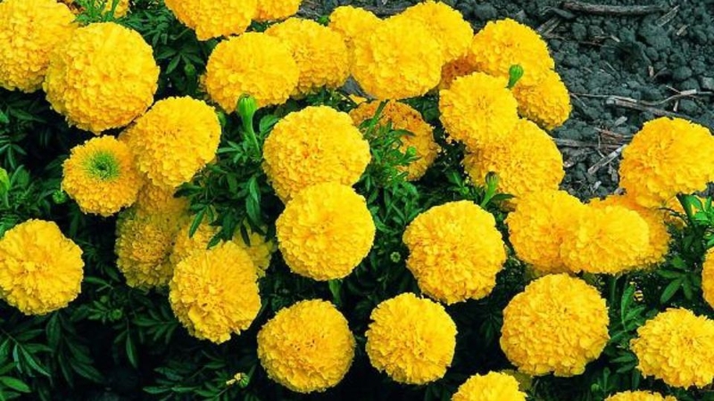 Hoa cúc vạn thọ