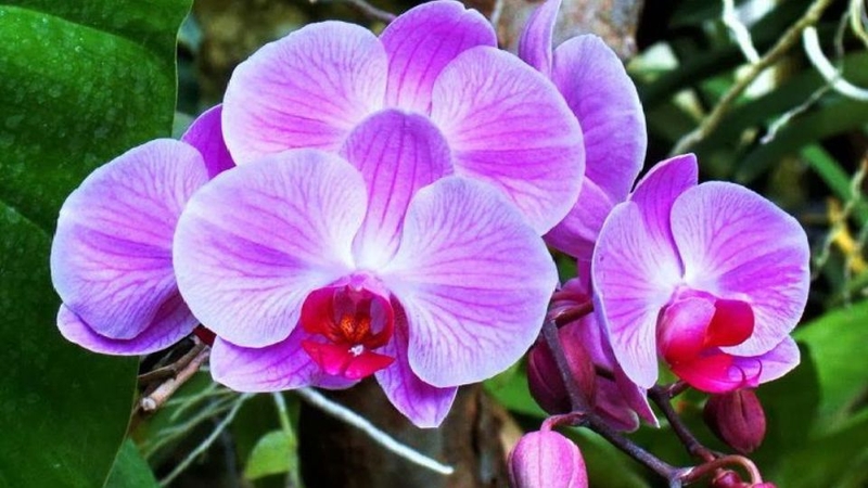 Hoa lan