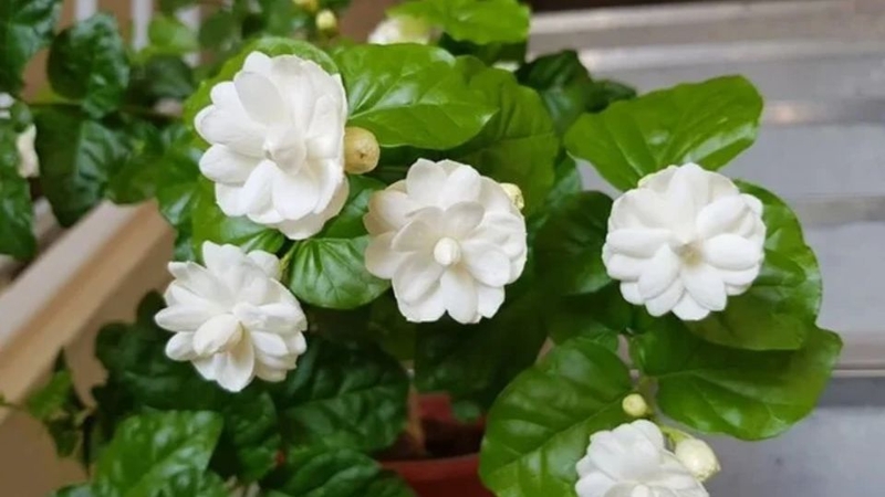 Hoa nhài