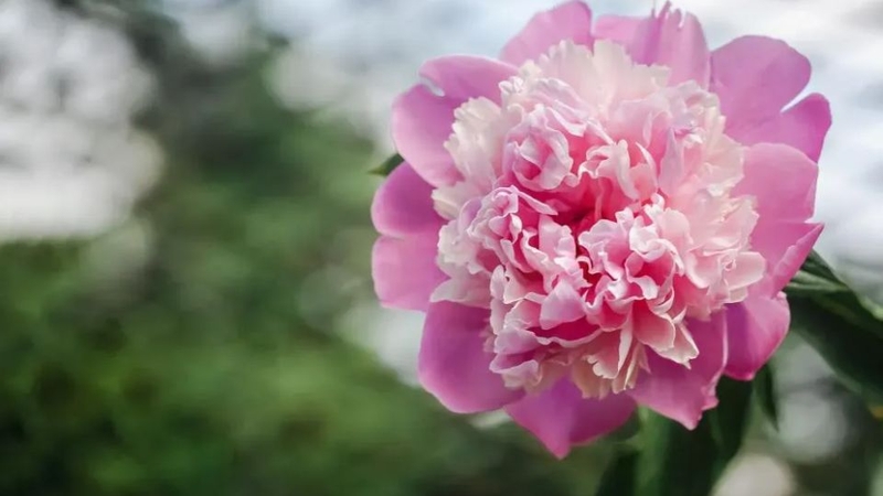 Hoa mẫu đơn