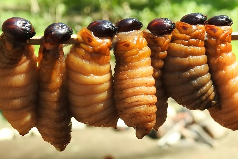 Đuông dừa là gì?