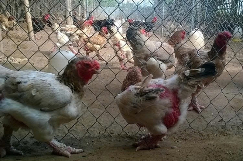 Cách chế biến gà mái già ngon ảnh 1