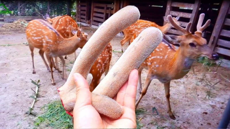 Tác dụng của nhung hươu