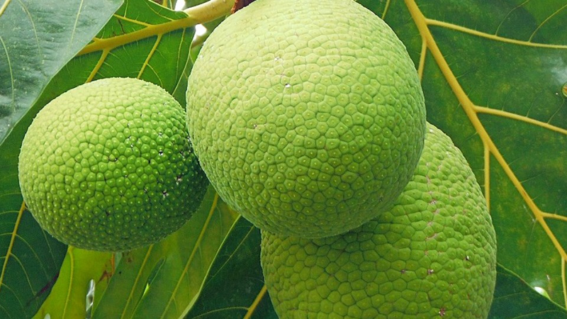 Cách chế biến quả sa kê ảnh 3
