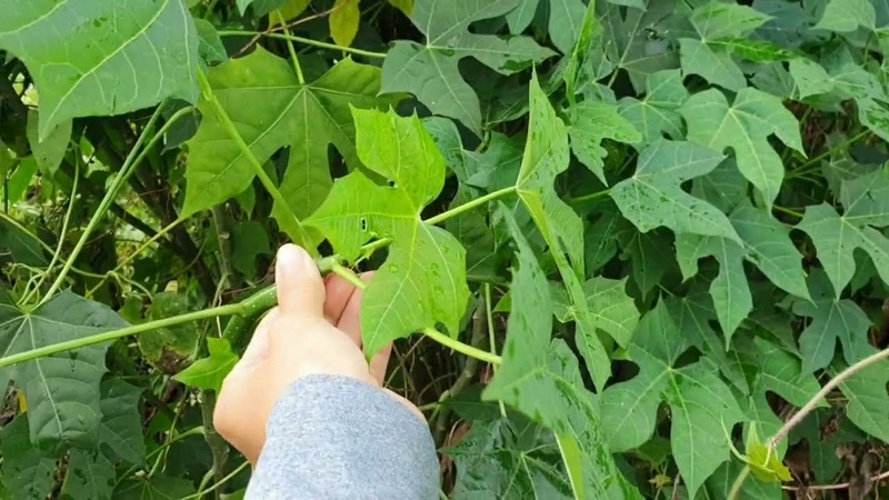 cách chế biến rau bina chaya - hình 5