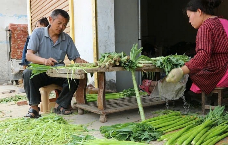 Cách chế biến rau tiến vua tươi ảnh 1