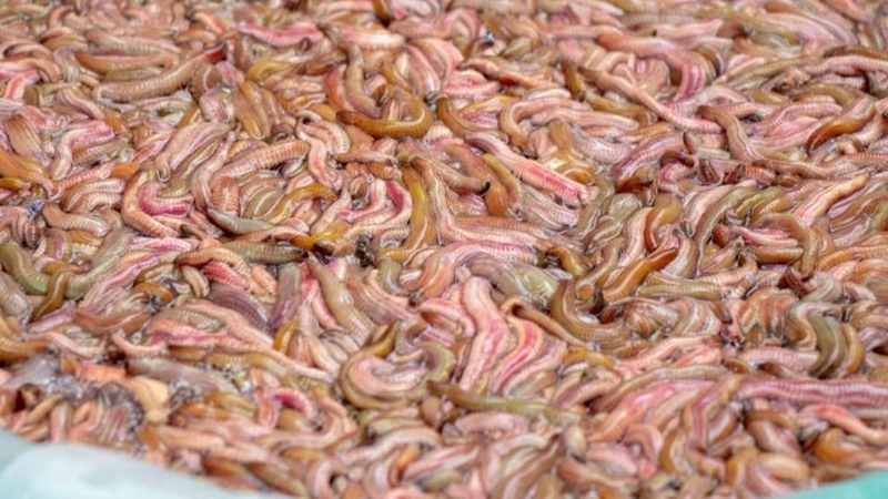 Rươi đông lạnh là gì?