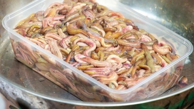 Một số lưu ý khi chế biến rươi đông lạnh