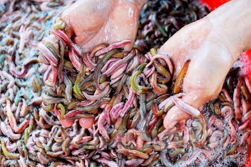 cách chọn rươi cho món rươi kho khế