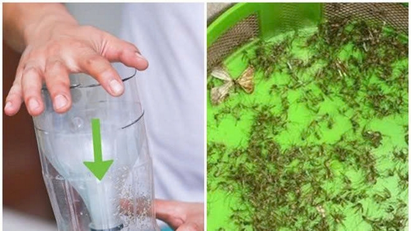 cách đuổi muỗi trong phòng ảnh 3