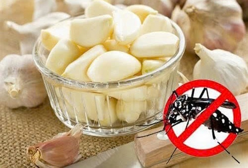 cách đuổi muỗi trong phòng ảnh 5