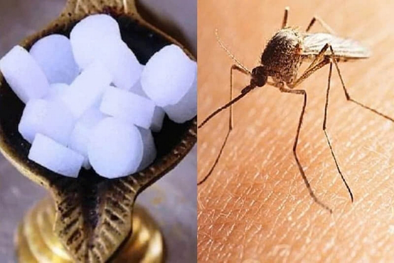 cách đuổi muỗi trong phòng ảnh 6