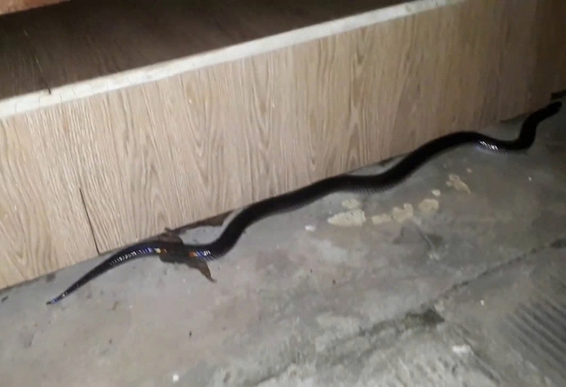 Cách đuổi rắn ra khỏi nhà ảnh 1