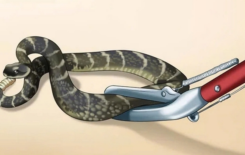 Cách đuổi rắn ra khỏi nhà ảnh 5