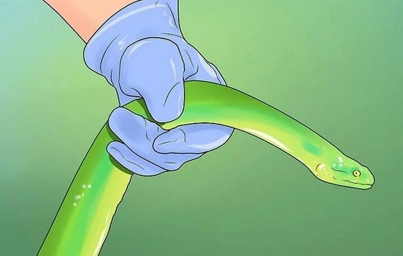 Cách đuổi rắn ra khỏi nhà ảnh 7