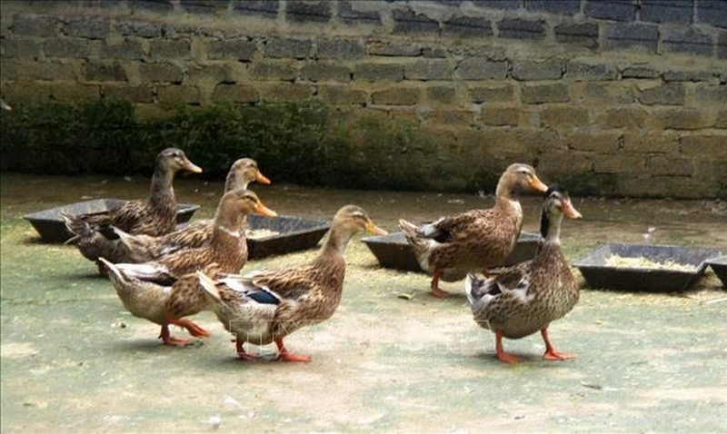 Cách khử mùi hôi của thịt vịt ảnh 1