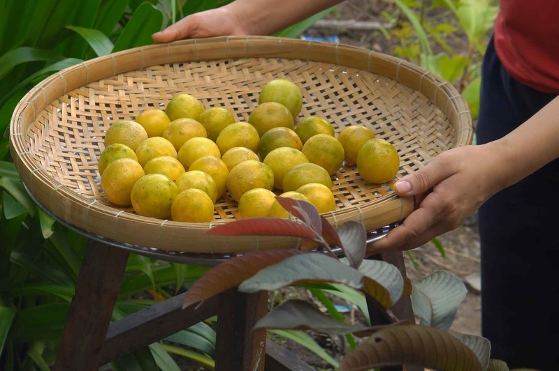 Phơi nắng khoảng 1-2 tiếng
