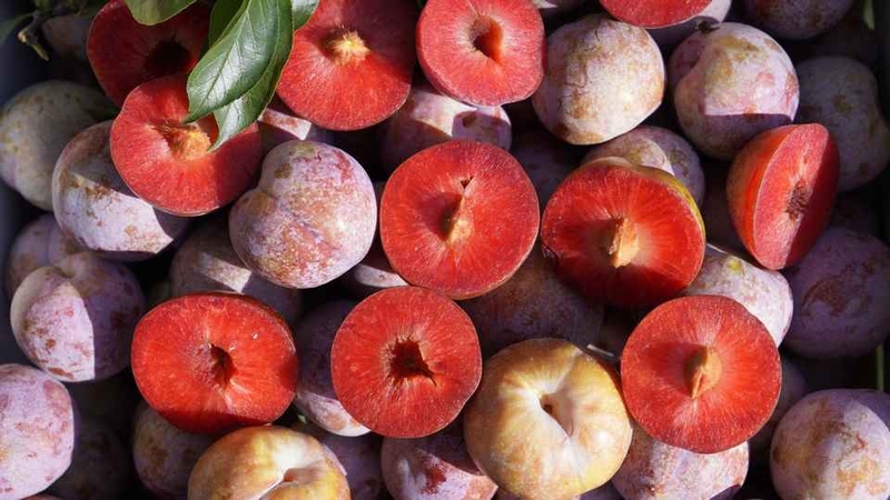 Những cách chọn trái mận thơm ngon