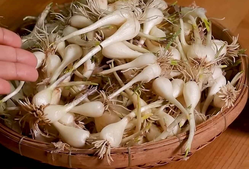 Cách làm củ kiệu 2