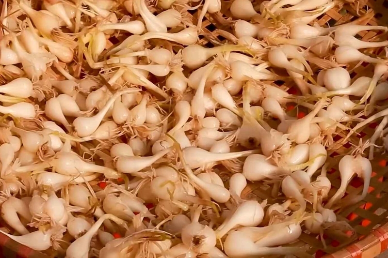 Cách làm củ kiệu 5