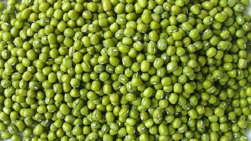 cách làm giá đỗ không cần tưới nước 2