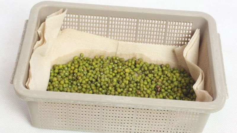 cách làm giá đỗ không cần tưới nước 5