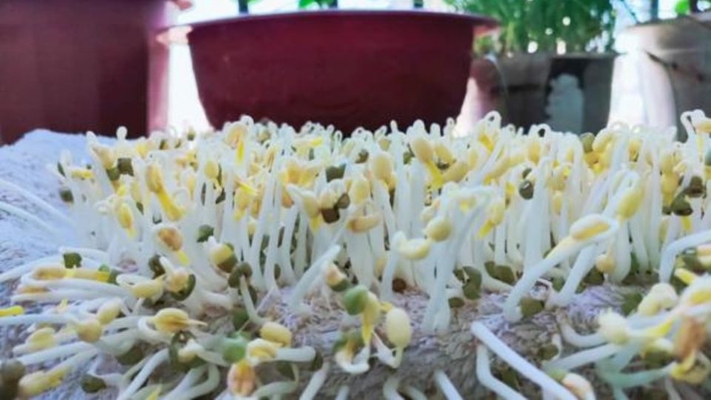cách làm giá đỗ không cần tưới nước 7