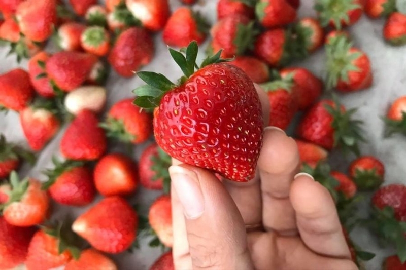 cách làm kem chuối sữa tươi 2