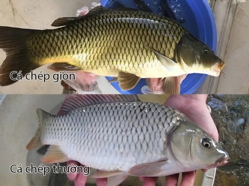 cách làm lẩu cá chép bằng bếp từ ảnh 6