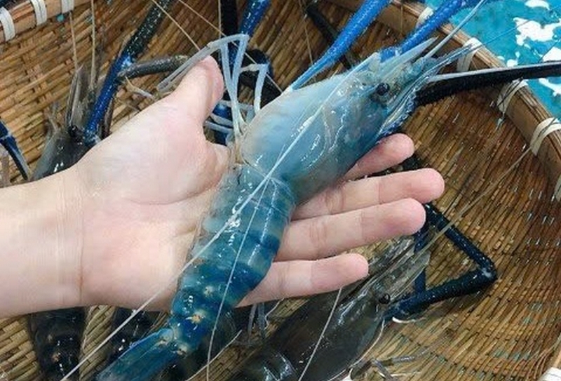 cách làm tôm càng xanh hấp bia ảnh 3
