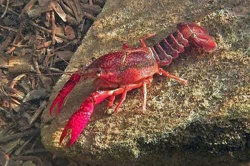 cách làm tôm hùm đất sốt cajun ảnh 1