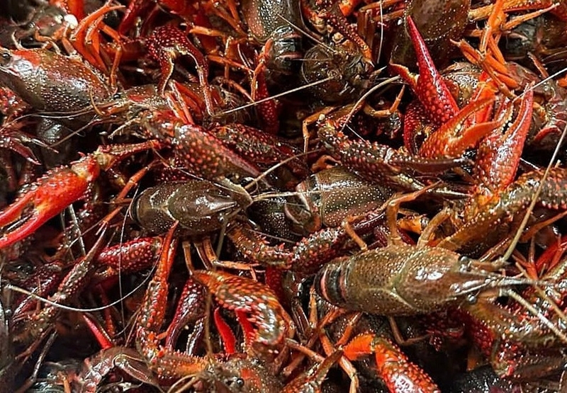 cách làm tôm hùm đất sốt cajun ảnh 2