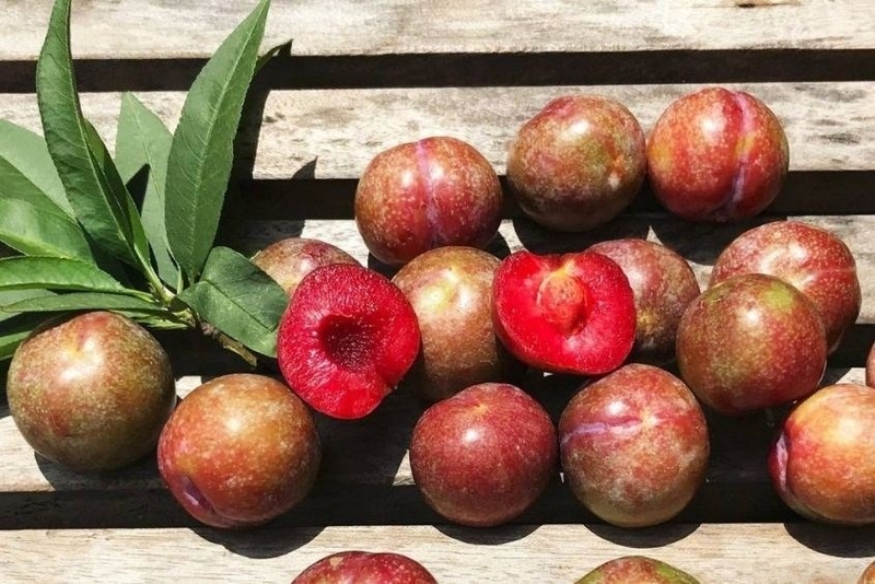 cách làm trà mận Hà Nội hình 6